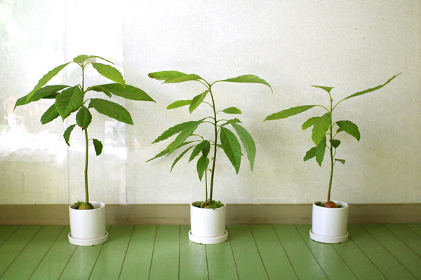 アボガドの育て方 観葉植物として育てるには 種から発芽させる方法 鉢植えのコツ