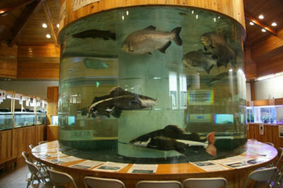 出の山淡水魚水族館