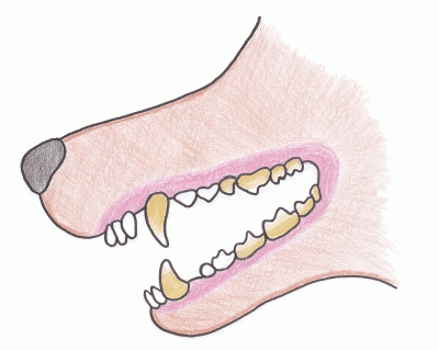 犬の歯石の取り方